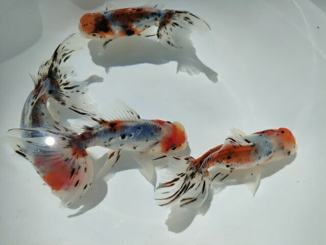 倉庫◆生体オランダショートテール当歳魚約4〜5センチ(1匹)オランダ/金魚/琉金/きんぎょ/国産金魚【金魚小屋-希-福岡】