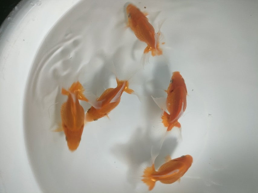 倉庫◆生体オランダショートテール当歳魚約4〜5センチ(1匹)オランダ/金魚/琉金/きんぎょ/国産金魚【金魚小屋-希-福岡】