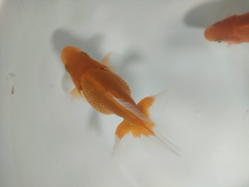 倉庫◆生体オランダショートテール当歳魚約4〜5センチ(1匹)オランダ/金魚/琉金/きんぎょ/国産金魚【金魚小屋-希-福岡】
