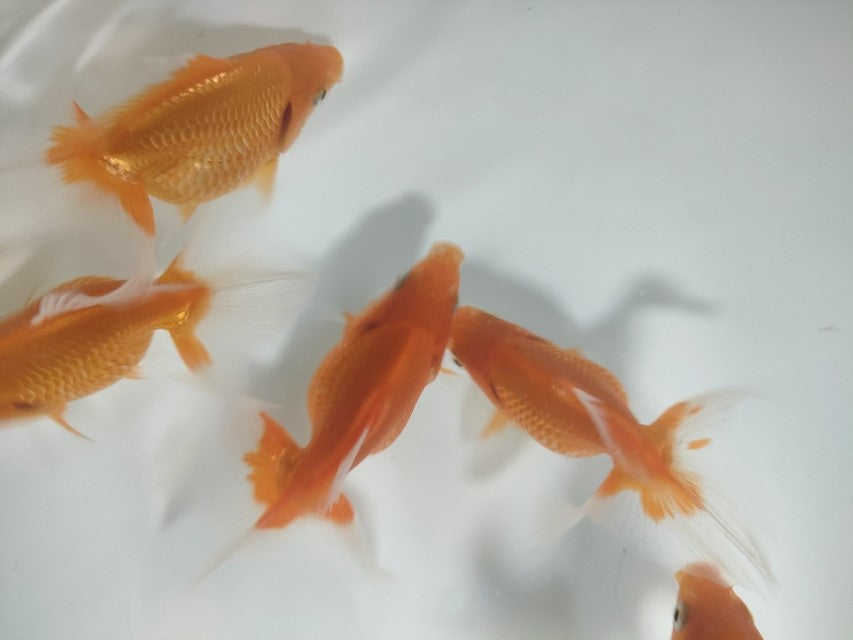 倉庫◆生体オランダショートテール当歳魚約4〜5センチ(1匹)オランダ/金魚/琉金/きんぎょ/国産金魚【金魚小屋-希-福岡】