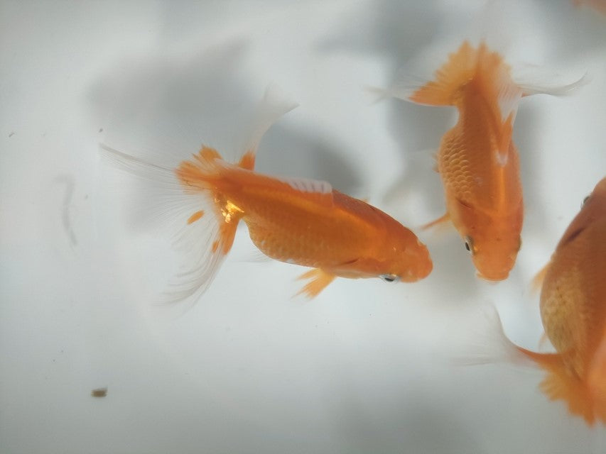 生体土佐錦当歳魚約7.5~8センチ(1匹)金魚/琉金/東錦/きんぎょ/国産金魚【金魚小屋-希-福岡】