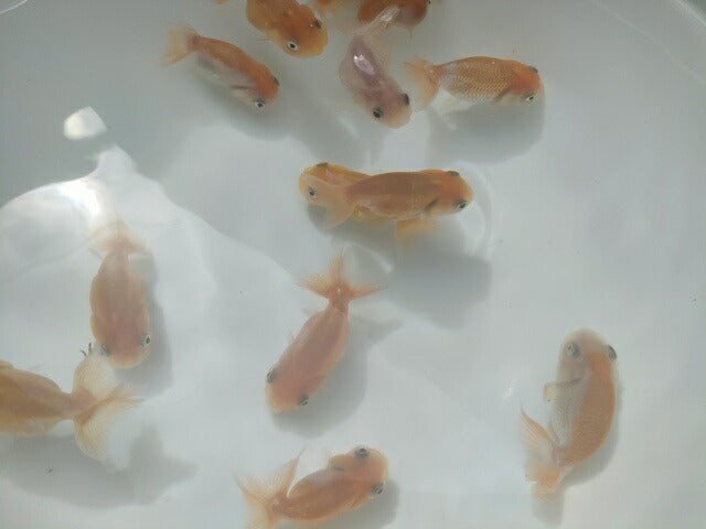 生体加藤産桜錦弐歳魚約7センチ(1匹)らんちゅう/金魚/江戸錦/変わりらんちゅう/きんぎょ/国産金魚【金魚小屋-希-福岡】