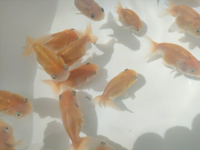 生体加藤産桜錦弐歳魚約7センチ(1匹)らんちゅう/金魚/江戸錦/変わりらんちゅう/きんぎょ/国産金魚【金魚小屋-希-福岡】