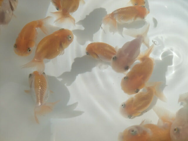生体加藤産桜錦弐歳魚約7センチ(1匹)らんちゅう/金魚/江戸錦/変わりらんちゅう/きんぎょ/国産金魚【金魚小屋-希-福岡】