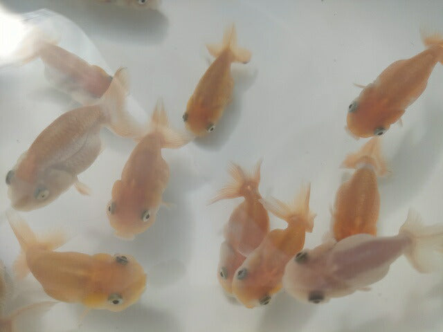 生体加藤産桜錦弐歳魚約7センチ(1匹)らんちゅう/金魚/江戸錦/変わりらんちゅう/きんぎょ/国産金魚【金魚小屋-希-福岡】