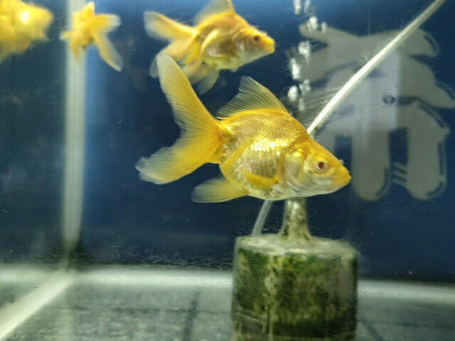 生体アルビノ琉金約7~8センチ(1匹)オランダ/金魚/出目金/きんぎょ/国産金魚【金魚小屋-希-福岡】