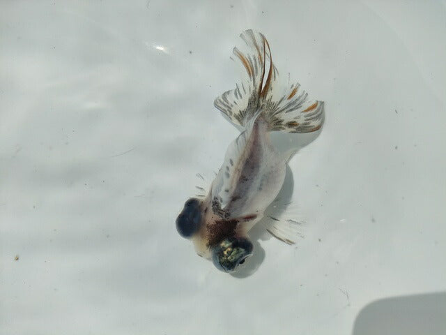 生体飯田産オランダ獅子頭弐歳魚約8センチ(1匹)オランダ/金魚/ローズテール/棚田産/きんぎょ/国産金魚【金魚小屋-希-福岡】