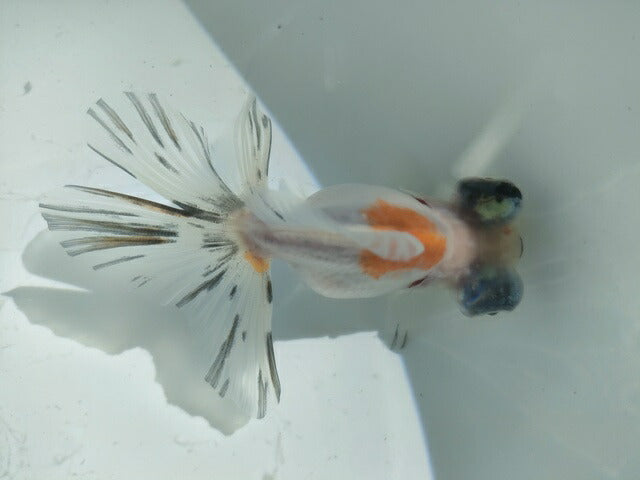 生体飯田産オランダ獅子頭弐歳魚約8センチ(1匹)オランダ/金魚/ローズテール/棚田産/きんぎょ/国産金魚【金魚小屋-希-福岡】
