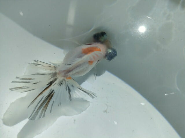 生体飯田産オランダ獅子頭弐歳魚約8センチ(1匹)オランダ/金魚/ローズテール/棚田産/きんぎょ/国産金魚【金魚小屋-希-福岡】