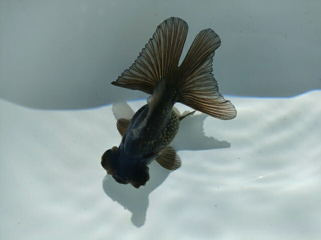 生体飯田産オランダ獅子頭弐歳魚約8センチ(1匹)オランダ/金魚/ローズテール/棚田産/きんぎょ/国産金魚【金魚小屋-希-福岡】