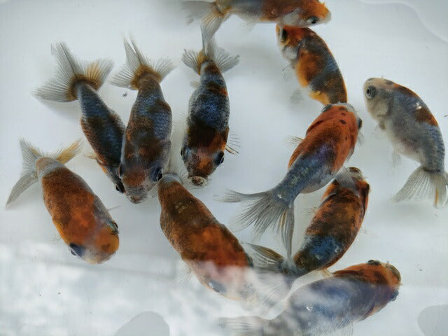 生体江戸錦弐歳魚約7センチ(1匹)らんちゅう/金魚/桜錦/変わりらんちゅう/きんぎょ/国産金魚【金魚小屋-希-福岡】