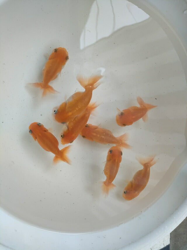 生体加藤産桜錦弐歳魚約7センチ(1匹)らんちゅう/金魚/江戸錦/変わりらんちゅう/きんぎょ/国産金魚【金魚小屋-希-福岡】