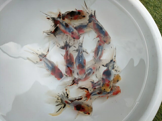 生体飯田産オランダ獅子頭弐歳魚約8センチ(1匹)オランダ/金魚/ローズテール/棚田産/きんぎょ/国産金魚【金魚小屋-希-福岡】