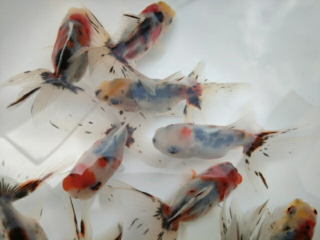 生体 鈴木系東錦 約9センチ(1匹)オランダ/金魚/琉金/きんぎょ/国産金魚【金魚小屋-希-福岡】