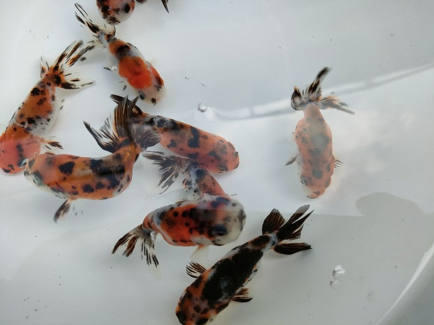生体江戸錦弐歳魚約7センチ(1匹)らんちゅう/金魚/桜錦/変わりらんちゅう/きんぎょ/国産金魚【金魚小屋-希-福岡】