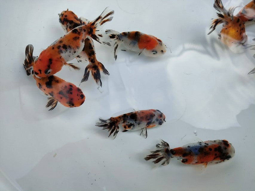 生体江戸錦弐歳魚約7センチ(1匹)らんちゅう/金魚/桜錦/変わりらんちゅう/きんぎょ/国産金魚【金魚小屋-希-福岡】