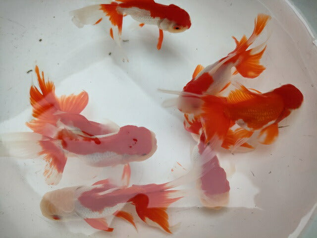 生体飯田産更紗オランダ獅子頭弐歳魚約8センチ(1匹)オランダ/金魚/ローズテール/棚田産/きんぎょ/国産金魚【金魚小屋-希-福岡】