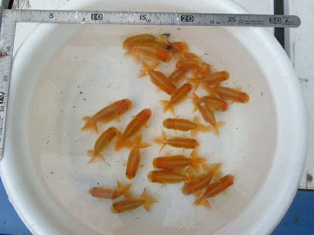 goldfish-22