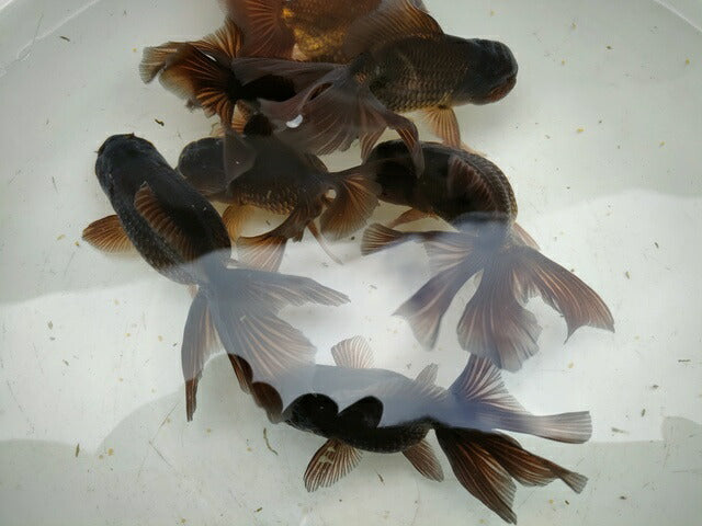 生体飯田産更紗オランダ獅子頭弐歳魚約8センチ(1匹)オランダ/金魚/ローズテール/棚田産/きんぎょ/国産金魚【金魚小屋-希-福岡】