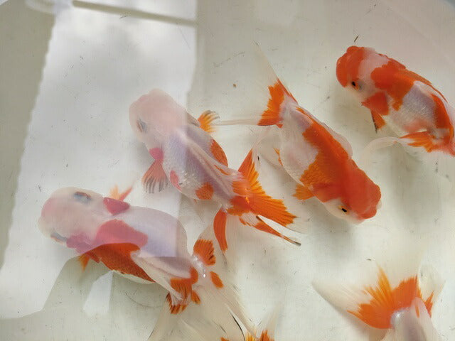 生体飯田産更紗オランダ獅子頭弐歳魚約8センチ(1匹)オランダ/金魚/ローズテール/棚田産/きんぎょ/国産金魚【金魚小屋-希-福岡】