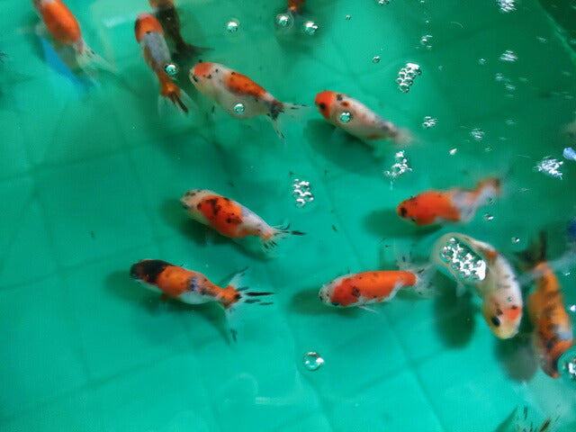生体江戸錦弐歳魚約7センチ(1匹)らんちゅう/金魚/桜錦/変わりらんちゅう/きんぎょ/国産金魚【金魚小屋-希-福岡】