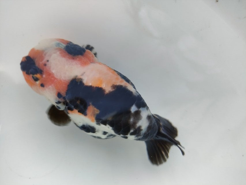 生体 中国産 キャリコらんちゅう(2) 約10~11センチ(1匹)ランチュウ/江戸錦/金魚/桜錦/変わりらんちゅう/きんぎょ/中国金魚【金魚小屋-希-福岡】
