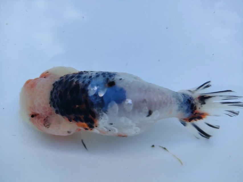 生体 中国産 キャリコらんちゅう(5) 約10~11センチ(1匹)ランチュウ/江戸錦/金魚/桜錦/変わりらんちゅう/きんぎょ/中国金魚【金魚小屋-希-福岡】