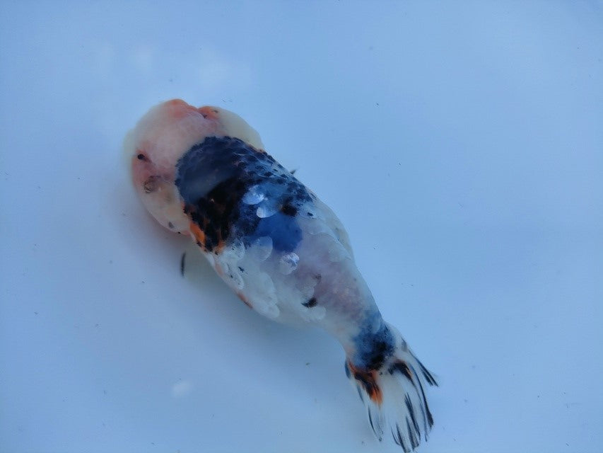 生体 中国産 キャリコらんちゅう(5) 約10~11センチ(1匹)ランチュウ/江戸錦/金魚/桜錦/変わりらんちゅう/きんぎょ/中国金魚【金魚小屋-希-福岡】