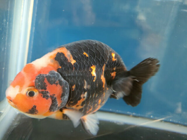 生体江戸錦弐歳魚約7センチ(1匹)らんちゅう/金魚/桜錦/変わりらんちゅう/きんぎょ/国産金魚【金魚小屋-希-福岡】