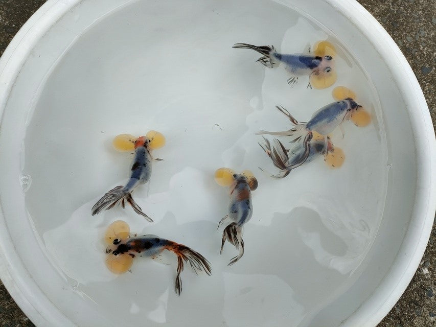 生体江戸錦弐歳魚約7センチ(1匹)らんちゅう/金魚/桜錦/変わりらんちゅう/きんぎょ/国産金魚【金魚小屋-希-福岡】