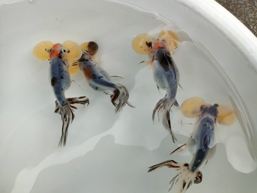 生体江戸錦弐歳魚約7センチ(1匹)らんちゅう/金魚/桜錦/変わりらんちゅう/きんぎょ/国産金魚【金魚小屋-希-福岡】