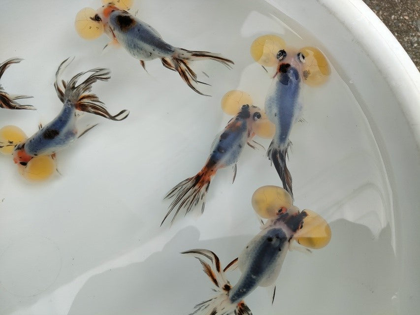 生体 中国産 キャリコ水泡眼 約10センチ(1匹)頂天眼/金魚/浜錦/高頭パール/きんぎょ/中国金魚【金魚小屋-希-福岡】