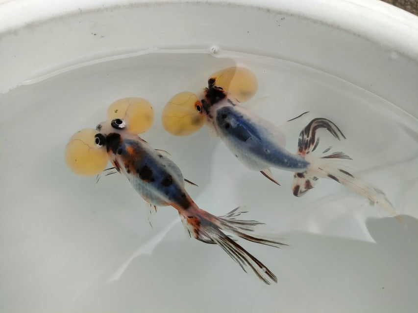 生体 中国産 キャリコ水泡眼 約10センチ(1匹)頂天眼/金魚/浜錦/高頭パール/きんぎょ/中国金魚【金魚小屋-希-福岡】