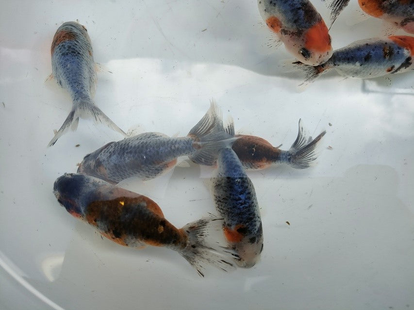 生体江戸錦弐歳魚約7センチ(1匹)らんちゅう/金魚/桜錦/変わりらんちゅう/きんぎょ/国産金魚【金魚小屋-希-福岡】
