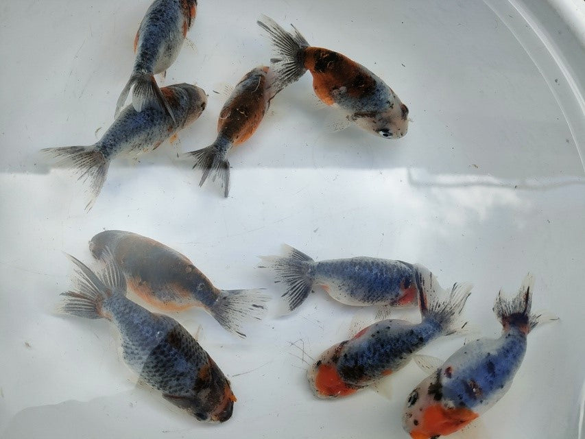 生体江戸錦弐歳魚約7センチ(1匹)らんちゅう/金魚/桜錦/変わりらんちゅう/きんぎょ/国産金魚【金魚小屋-希-福岡】