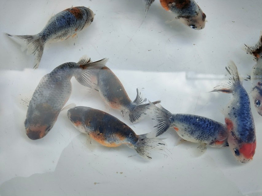 生体江戸錦弐歳魚約7センチ(1匹)らんちゅう/金魚/桜錦/変わりらんちゅう/きんぎょ/国産金魚【金魚小屋-希-福岡】