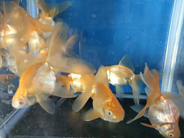 生体飯田産オランダ獅子頭弐歳魚約8センチ(1匹)オランダ/金魚/ローズテール/棚田産/きんぎょ/国産金魚【金魚小屋-希-福岡】