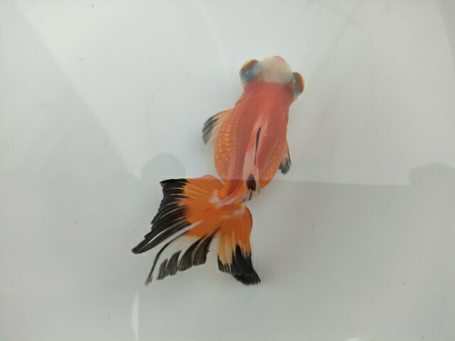 生体飯田産オランダ獅子頭弐歳魚約8センチ(1匹)オランダ/金魚/ローズテール/棚田産/きんぎょ/国産金魚【金魚小屋-希-福岡】