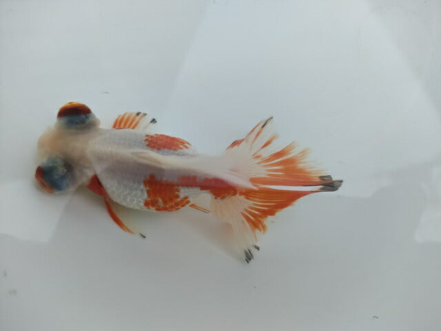 生体飯田産オランダ獅子頭弐歳魚約8センチ(1匹)オランダ/金魚/ローズテール/棚田産/きんぎょ/国産金魚【金魚小屋-希-福岡】