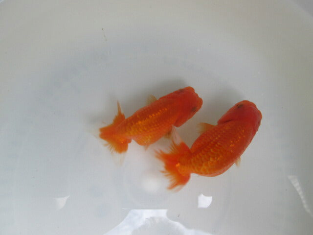 goldfish-24