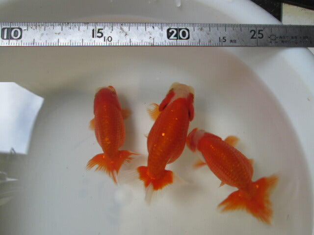 倉庫◆生体 らんちゅう 当歳魚(3匹セット) 約9センチ らんちゅう/金魚/蘭鋳/らんちう/きんぎょ/国産金魚【金魚小屋-希-福岡】