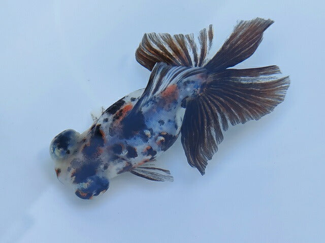 生体飯田産オランダ獅子頭弐歳魚約8センチ(1匹)オランダ/金魚/ローズテール/棚田産/きんぎょ/国産金魚【金魚小屋-希-福岡】