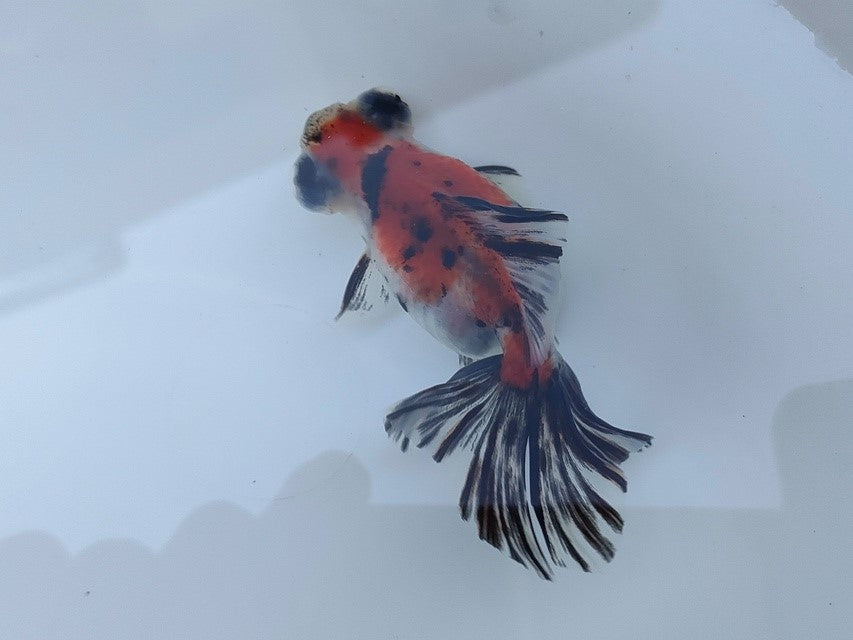 生体飯田産オランダ獅子頭弐歳魚約8センチ(1匹)オランダ/金魚/ローズテール/棚田産/きんぎょ/国産金魚【金魚小屋-希-福岡】