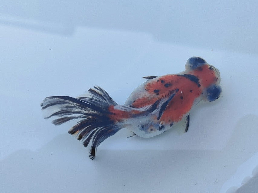 生体飯田産オランダ獅子頭弐歳魚約8センチ(1匹)オランダ/金魚/ローズテール/棚田産/きんぎょ/国産金魚【金魚小屋-希-福岡】