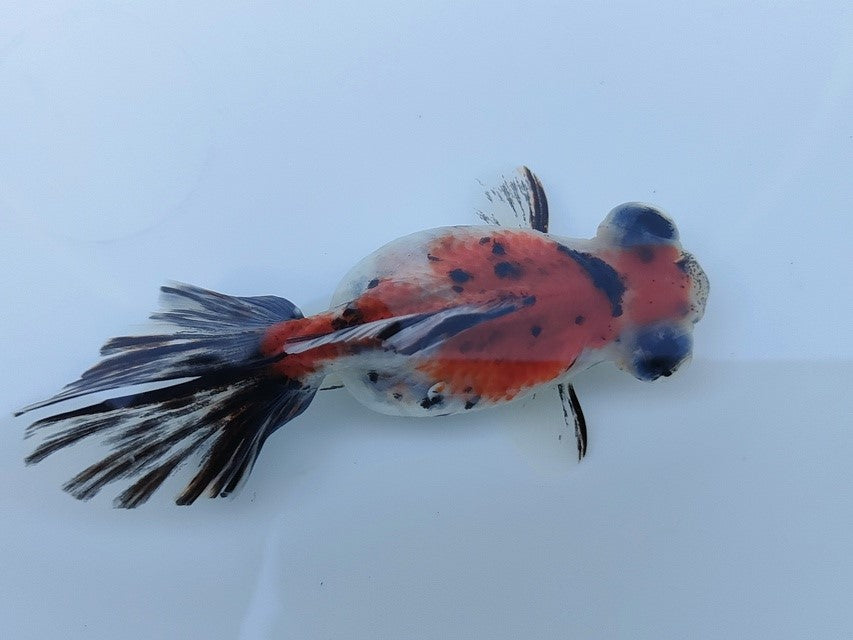 生体飯田産オランダ獅子頭弐歳魚約8センチ(1匹)オランダ/金魚/ローズテール/棚田産/きんぎょ/国産金魚【金魚小屋-希-福岡】