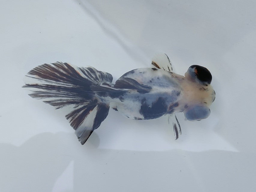 生体飯田産オランダ獅子頭弐歳魚約8センチ(1匹)オランダ/金魚/ローズテール/棚田産/きんぎょ/国産金魚【金魚小屋-希-福岡】