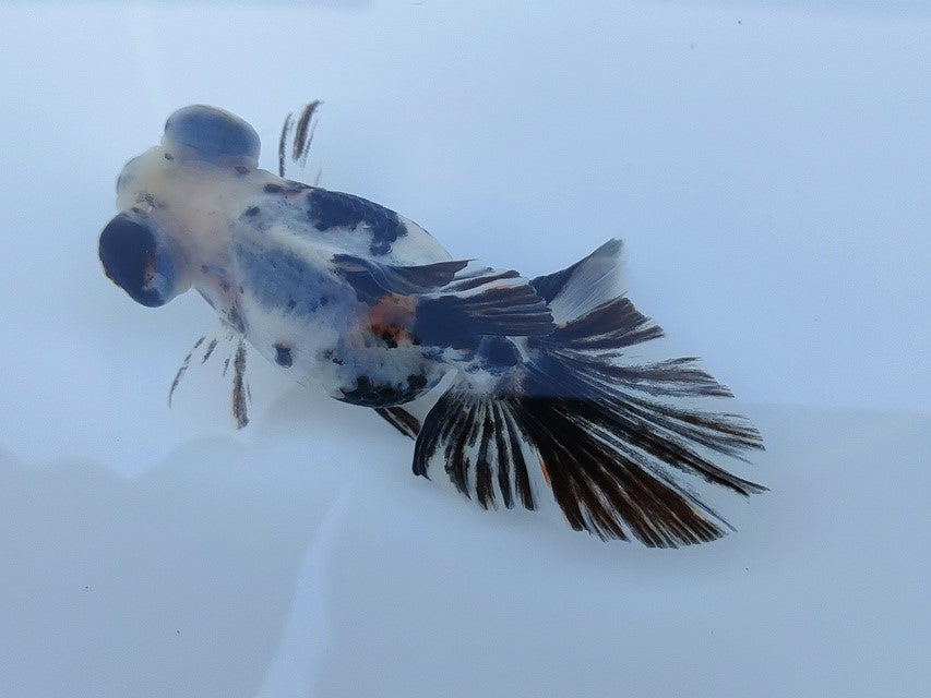 生体飯田産オランダ獅子頭弐歳魚約8センチ(1匹)オランダ/金魚/ローズテール/棚田産/きんぎょ/国産金魚【金魚小屋-希-福岡】