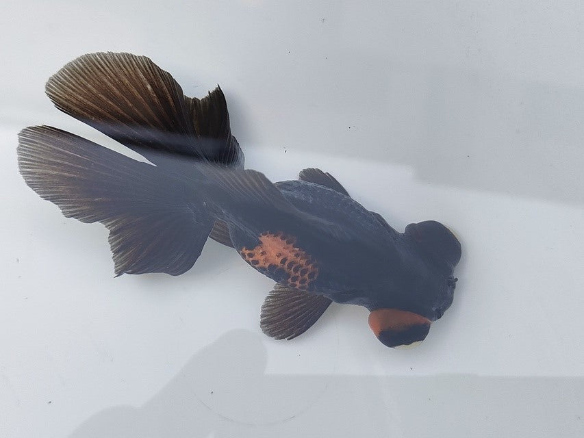 生体飯田産オランダ獅子頭弐歳魚約8センチ(1匹)オランダ/金魚/ローズテール/棚田産/きんぎょ/国産金魚【金魚小屋-希-福岡】
