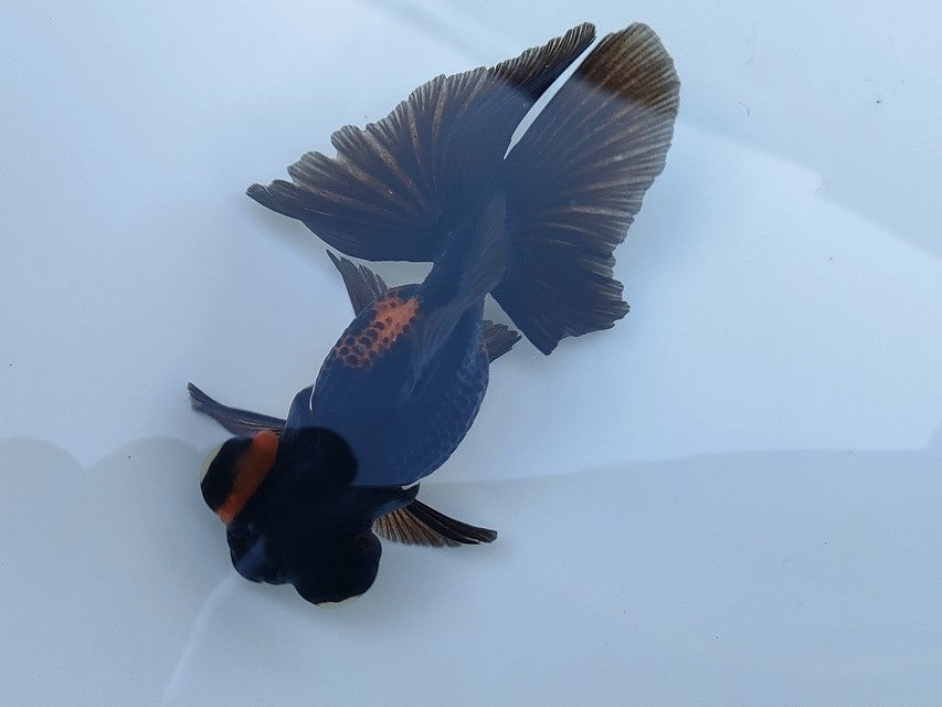 生体飯田産オランダ獅子頭弐歳魚約8センチ(1匹)オランダ/金魚/ローズテール/棚田産/きんぎょ/国産金魚【金魚小屋-希-福岡】