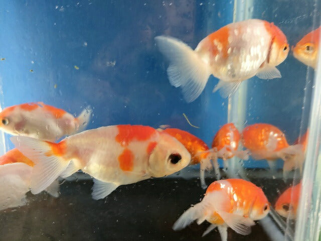 生体加藤産桜錦弐歳魚約7センチ(1匹)らんちゅう/金魚/江戸錦/変わりらんちゅう/きんぎょ/国産金魚【金魚小屋-希-福岡】
